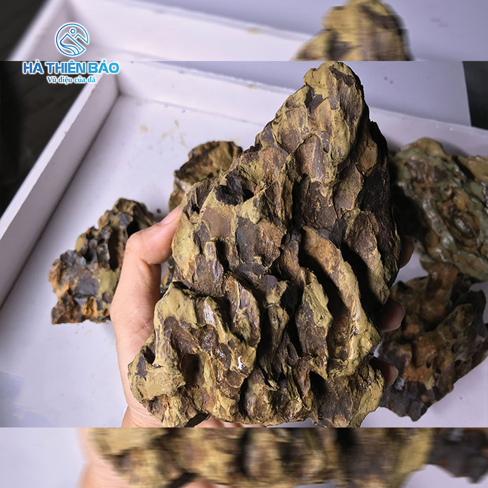 ĐÁ TIGER - Hình ảnh 2