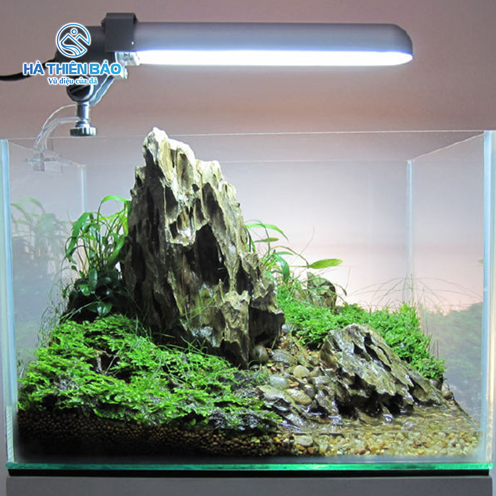 ĐÁ TIGER - Hình ảnh 4