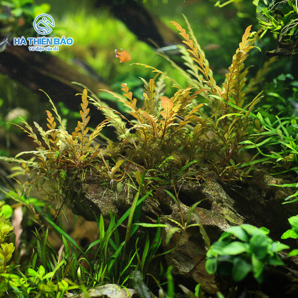 ĐÁ TIGER - Hình ảnh 5