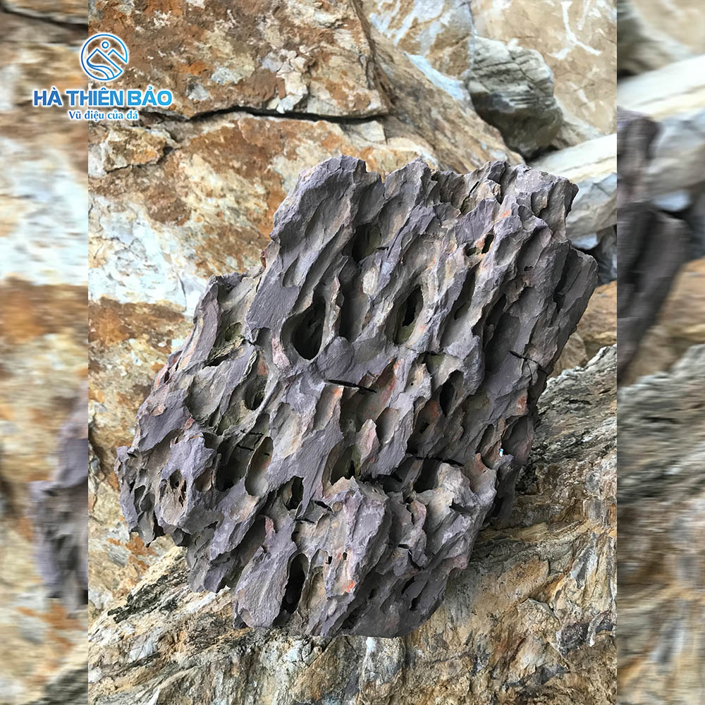 ĐÁ TIGER - Hình ảnh 7