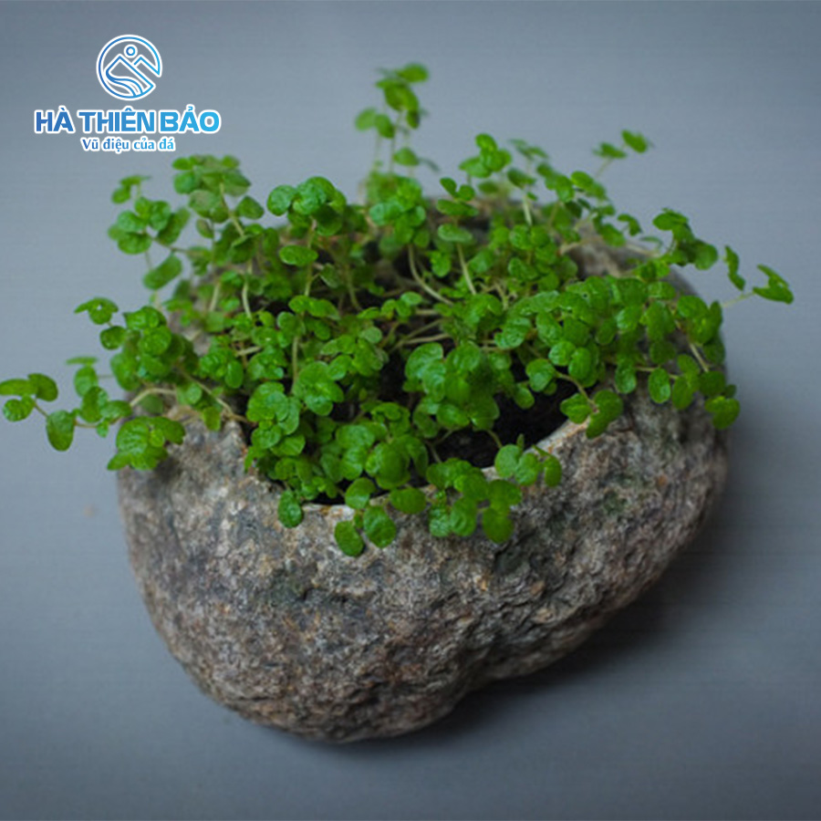 ĐÁ CUỘI - Hình ảnh 6