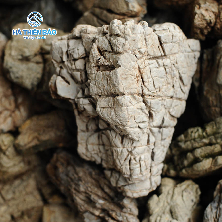 ĐÁ DA VOI - Hình ảnh 4