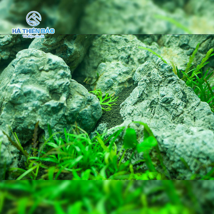 ĐÁ DA VOI - Hình ảnh 5