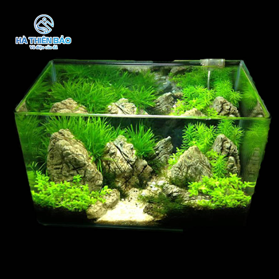 ĐÁ DA VOI - Hình ảnh 6